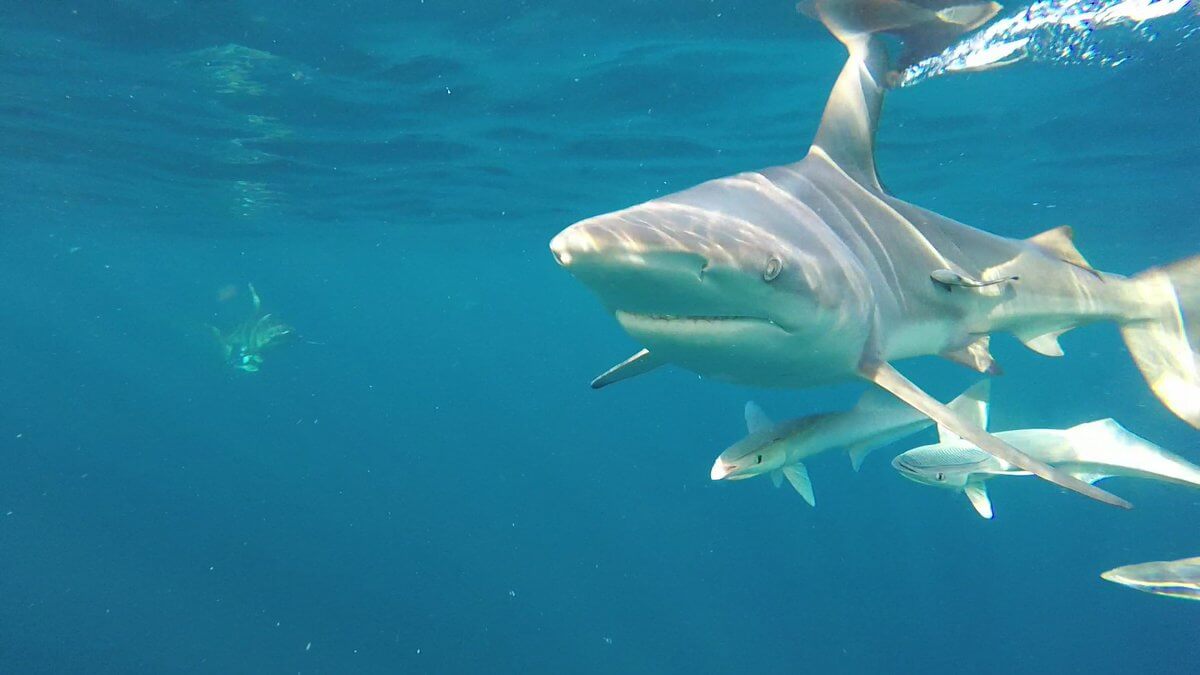 Dive with sharks at Blue Wilderness.